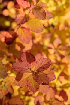 The raw textures of Finnish nature in fall - a rich autumn palette of earthy tones: ochre, brown, and muted yellow. The beauty of the Nordic forest wilderness as a serene seasonal background