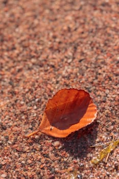 The raw textures of Finnish nature in fall - a rich autumn palette of earthy tones: ochre, brown, and muted yellow. The beauty of the Nordic forest wilderness as a serene seasonal background