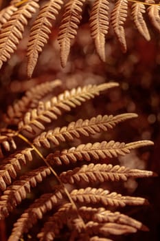 The raw textures of Finnish nature in fall - a rich autumn palette of earthy tones: ochre, brown, and muted yellow. The beauty of the Nordic forest wilderness as a serene seasonal background