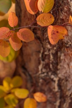 Organic patterns of plant life, raw ecological textures of Finnish nature in fall - a rich autumn palette of earthy tones. The beauty of the Nordic forest wilderness as a serene seasonal background