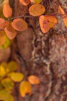 Organic patterns of plant life, raw ecological textures of Finnish nature in fall - a rich autumn palette of earthy tones. The beauty of the Nordic forest wilderness as a serene seasonal background