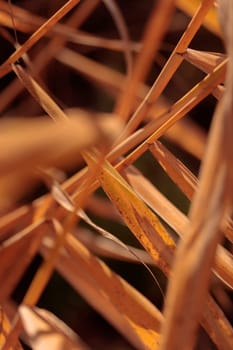 Organic patterns of plant life, raw ecological textures of Finnish nature in fall - a rich autumn palette of earthy tones. The beauty of the Nordic forest wilderness as a serene seasonal background