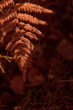 Organic patterns of plant life, raw ecological textures of Finnish nature in fall - a rich autumn palette of earthy tones. The beauty of the Nordic forest wilderness as a serene seasonal background