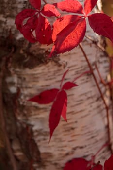 Organic patterns of plant life, raw ecological textures of Finnish nature in fall - a rich autumn palette of earthy tones. The beauty of the Nordic forest wilderness as a serene seasonal background