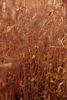 Organic patterns of plant life, raw ecological textures of Finnish nature in fall - a rich autumn palette of earthy tones. The beauty of the Nordic forest wilderness as a serene seasonal background