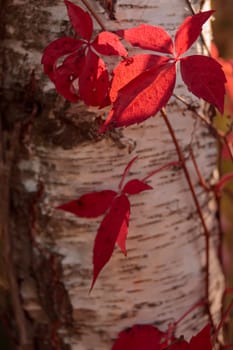 Organic patterns of plant life, raw ecological textures of Finnish nature in fall - a rich autumn palette of earthy tones. The beauty of the Nordic forest wilderness as a serene seasonal background