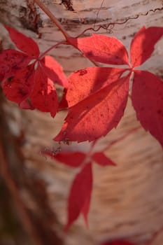 Organic patterns of plant life, raw ecological textures of Finnish nature in fall - a rich autumn palette of earthy tones. The beauty of the Nordic forest wilderness as a serene seasonal background