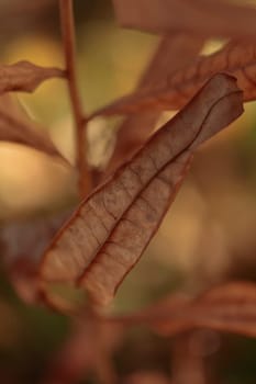 Organic patterns of plant life, raw ecological textures of Finnish nature in fall - a rich autumn palette of earthy tones. The beauty of the Nordic forest wilderness as a serene seasonal background