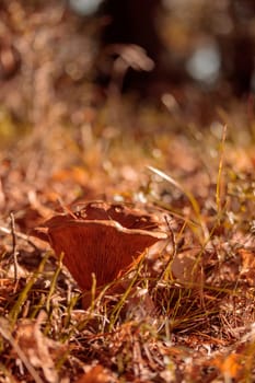 Organic patterns of plant life, raw ecological textures of Finnish nature in fall - a rich autumn palette of earthy tones. The beauty of the Nordic forest wilderness as a serene seasonal background