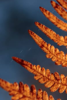 Organic patterns of plant life, raw ecological textures of Finnish nature in fall - a rich autumn palette of earthy tones. The beauty of the Nordic forest wilderness as a serene seasonal background
