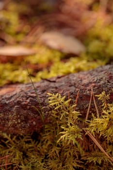 The raw textures of Finnish nature in fall - a rich autumn palette of earthy tones: ochre, brown, and muted yellow. The beauty of the Nordic forest wilderness as a serene seasonal background