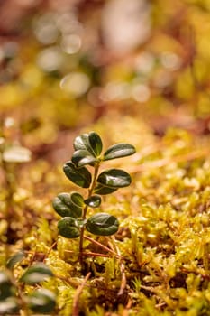 The raw textures of Finnish nature in fall - a rich autumn palette of earthy tones: ochre, brown, and muted yellow. The beauty of the Nordic forest wilderness as a serene seasonal background