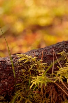 The raw textures of Finnish nature in fall - a rich autumn palette of earthy tones: ochre, brown, and muted yellow. The beauty of the Nordic forest wilderness as a serene seasonal background