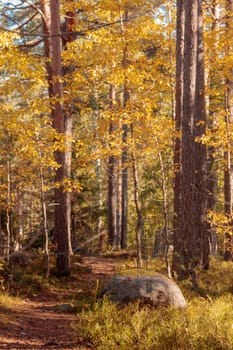 A natural forest landscape evoking an eco-conscious atmosphere of Finnish nature in fall - a rich autumn palette of earthy tones. The beauty of the Nordic forest wilderness as a serene seasonal background