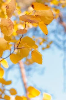 Organic patterns of plant life, raw ecological textures of Finnish nature in fall - a rich autumn palette of earthy tones. The beauty of the Nordic forest wilderness as a serene seasonal background