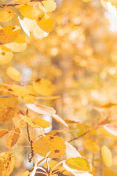 Organic patterns of plant life, raw ecological textures of Finnish nature in fall - a rich autumn palette of earthy tones. The beauty of the Nordic forest wilderness as a serene seasonal background