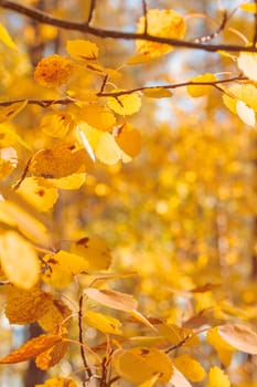 Organic patterns of plant life, raw ecological textures of Finnish nature in fall - a rich autumn palette of earthy tones. The beauty of the Nordic forest wilderness as a serene seasonal background