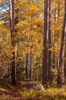 A natural forest landscape evoking an eco-conscious atmosphere of Finnish nature in fall - a rich autumn palette of earthy tones. The beauty of the Nordic forest wilderness as a serene seasonal background