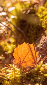 Organic patterns of plant life, raw ecological textures of Finnish nature in fall - a rich autumn palette of earthy tones. The beauty of the Nordic forest wilderness as a serene seasonal background