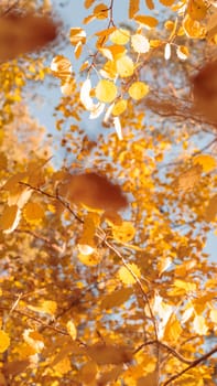 Organic patterns of plant life, raw ecological textures of Finnish nature in fall - a rich autumn palette of earthy tones. The beauty of the Nordic forest wilderness as a serene seasonal background
