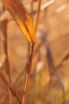 Organic patterns of plant life, raw ecological textures of Finnish nature in fall - a rich autumn palette of earthy tones. The beauty of the Nordic forest wilderness as a serene seasonal background