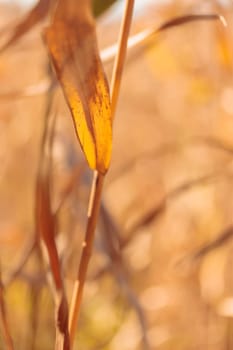 Organic patterns of plant life, raw ecological textures of Finnish nature in fall - a rich autumn palette of earthy tones. The beauty of the Nordic forest wilderness as a serene seasonal background