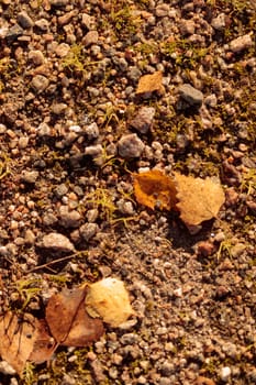 The raw textures of Finnish nature in fall - a rich autumn palette of earthy tones: ochre, brown, and muted yellow. The beauty of the Nordic forest wilderness as a serene seasonal background