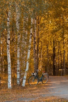 A natural forest landscape evoking an eco-conscious atmosphere of Finnish nature in fall - a rich autumn palette of earthy tones. The beauty of the Nordic forest wilderness as a serene seasonal background
