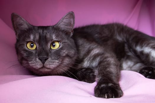 Gray cat with yellow eyes lying on pink background close up