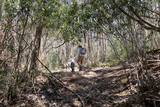 Father and son enjoying a hike together on a sunny day, walking through a beautiful eucalyptus forest