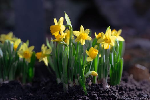 A vibrant cluster of yellow daffodils bloom gracefully under soft sunlight. The bright yellow petals contrast beautifully with the blurred natural background, creating a cheerful and springtime atmosphere