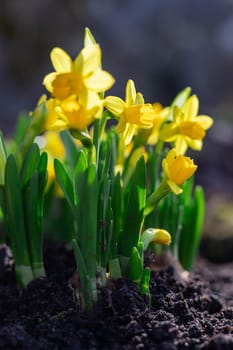 A vibrant cluster of yellow daffodils bloom gracefully under soft sunlight. The bright yellow petals contrast beautifully with the blurred natural background, creating a cheerful and springtime atmosphere