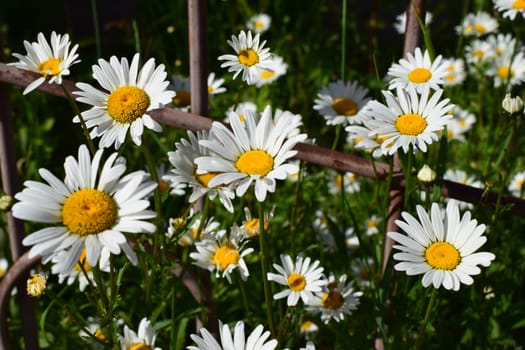 A group of white daisies with yellow centers on a background of green grass. Between the flowers are some fern leaves. The daisies are naturally distributed, forming a small group in an outdoor setting. The scene conveys a sense of freshness and tranquility. Tranquil Group of White Daisies