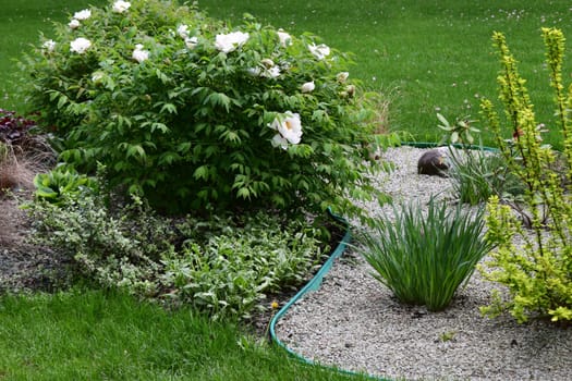 A well-maintained garden featuring lush green grass, a variety of plants, and shrubs. Prominent features include a bush with white flowers and several plants with diverse foliage textures. The garden is bordered by a neatly arranged layer of gravel, adding contrast to the greenery