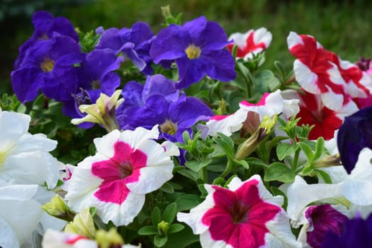 A flower bed filled with various colors of petunias. The flowers are in full bloom, displaying shades of white, red, pink, purple, lilac. The greenery of the leaves contrasts with the bright colors