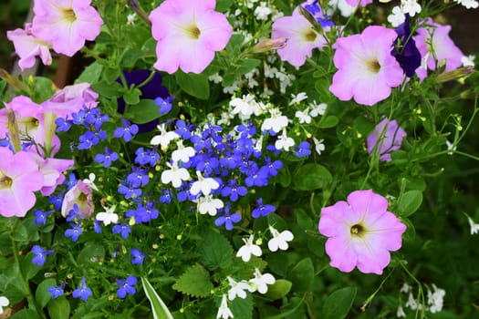 A vibrant assortment of flowers. Prominent are pink petunia blooms interspersed with clusters of small blue and white flowers, lobelias. The flowers are surrounded by lush green foliage, creating a colorful and lively garden scene.