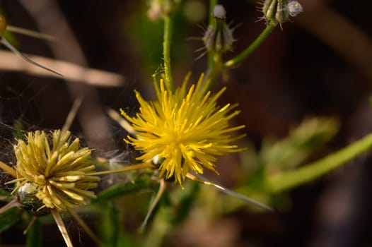 Wildflowers Blooming in the Countryside of Cyprus