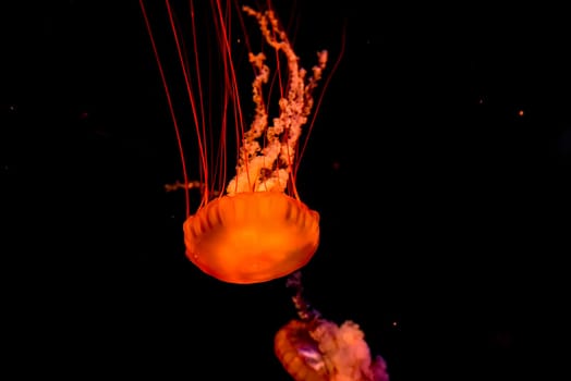 Chrysaora fuscescens, known as Pacific sea nettle, glows in the dark water with vibrant orange colors and trailing tentacles in motion.