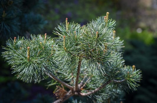 Close-up of Pinus parviflora Negishi branch with dense bluish needles. Elegant dwarf pine ideal for garden design, bonsai, or natural texture background.