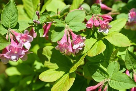 Pink blossoms of Weigela florida in close detail, showing soft petals and natural patterns of this spring-flowering shrub, ideal for floral compositions.