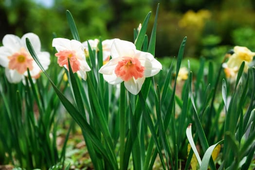 Close-up of blooming Narcissus Vanilla Peach flowers in a spring garden. White petals with peachy centers create a fresh and vibrant floral background