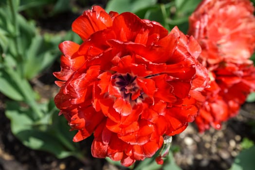 Top view of a fully open Bombastic Red tulip with rich red petals forming a peony-like shape, glowing in the spring sunlight.