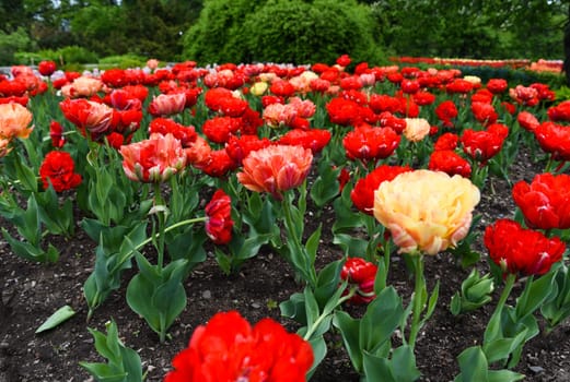 Gudoshnik Double tulips blooming in red and orange tones with green horizon in the background on a sunny spring day.
