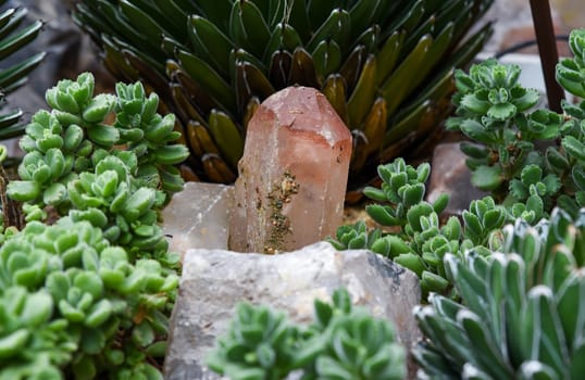 Pink quartz crystal standing among lush green succulents in a desert garden arrangement. Natural mineral formations in harmony with exotic plants