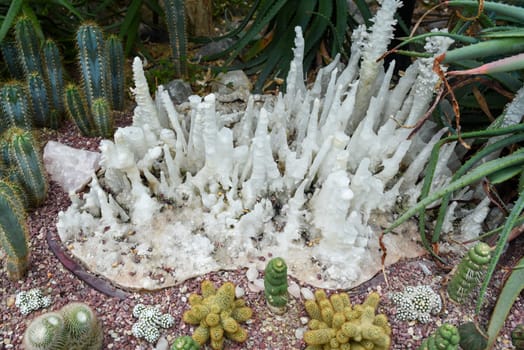 Unusual aragonite formations resembling stalagmites surrounded by various cacti and succulents in a desert garden display with colorful rocks.