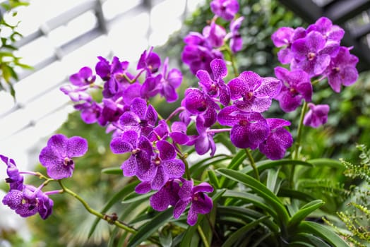Horizontal view of blooming lilac Vanda orchid. Gentle violet tones and tropical petals, perfect for use in background, template or floral design.