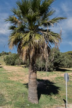An imposing palm tree with green and dry foliage stands in a natural landscape of Rhodes, Greece, with grass and blue sky, evoking Mediterranean flora.