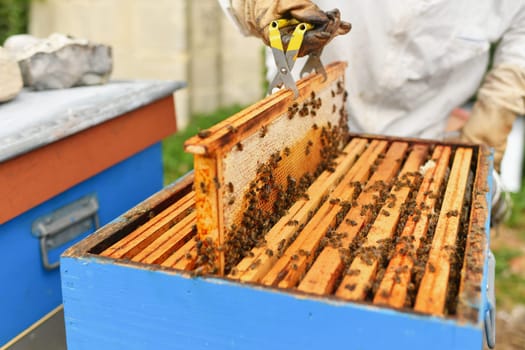 A beehive with bees. Close up