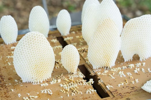 Beekeeping, wax honey honeycomb apiculture beekeeping