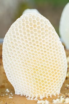 Beekeeping, wax honey honeycomb apiculture beekeeping